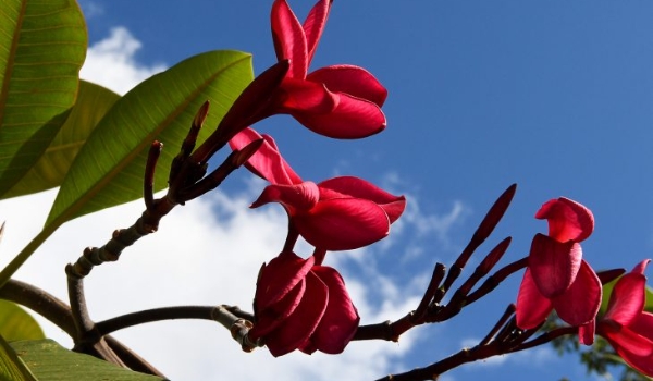 Sol forte, calor e pancadas de chuva são destaques do tempo no dia dedicado às mulheres