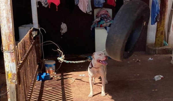 Delegacia autua homem em flagrante por prender pitbull com corda de um metro