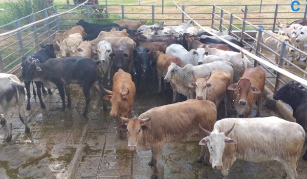 Com incentivo do Governo de MS, produção de carne orgânica e sustentável é realidade no Pantanal