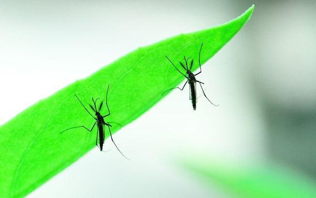 Casos suspeitos de Zika nos primeiros meses do ano já são metade dos registrados em 2021