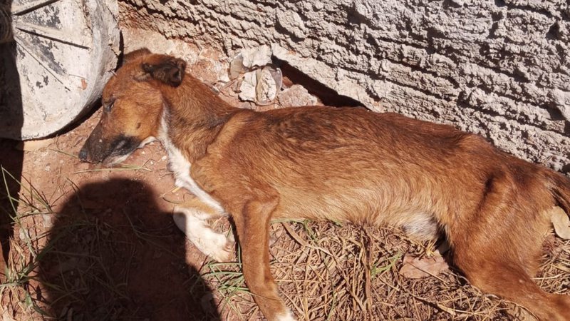 Cachorro morre de fome e dono é multado em R$ 1 mil em cidade do MS