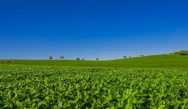 Safra 2021/22 de grãos cresce 4% e está estimada em 265,7 milhões de toneladas