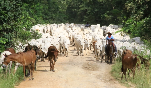 MS no Campo destaca o potencial da carne orgânica e sustentável do Pantanal  