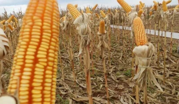 Disparada no preço dos fertilizantes deve diminuir lucro com milho em MS