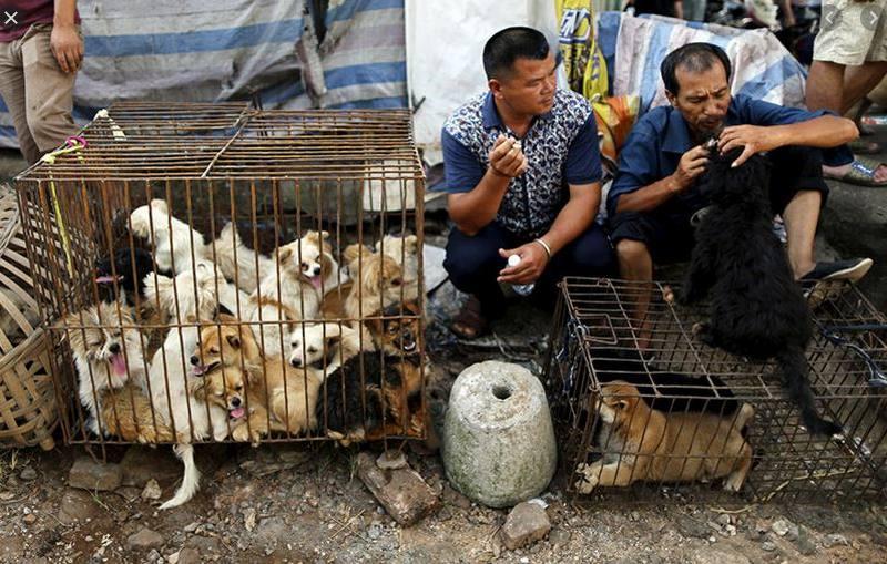 China muda orientação e sinaliza fim do consumo de carne de cachorro