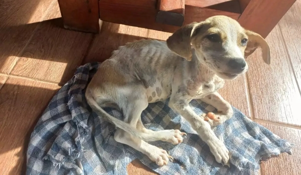 Filhote de cachorro é encontrado debilitado e com feridas após dono viajar
