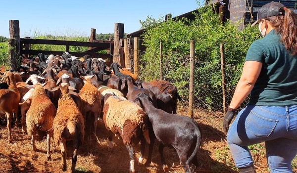Com aumento de 40% no abate de ovinos, MS fica na vice-liderança nacional