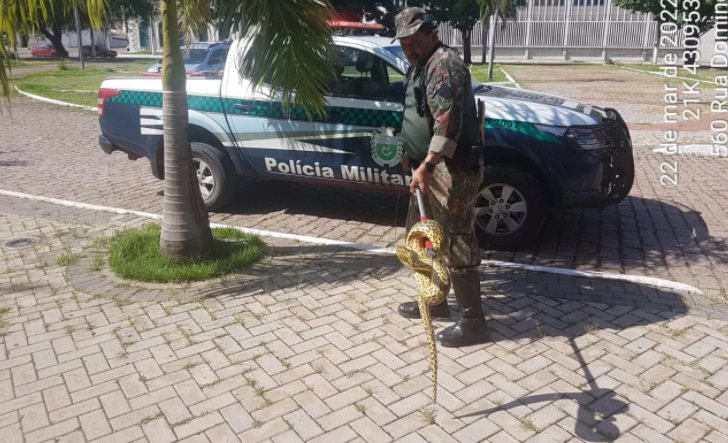 Filhote de sucuri de dois metros é capturada em centro de convenções