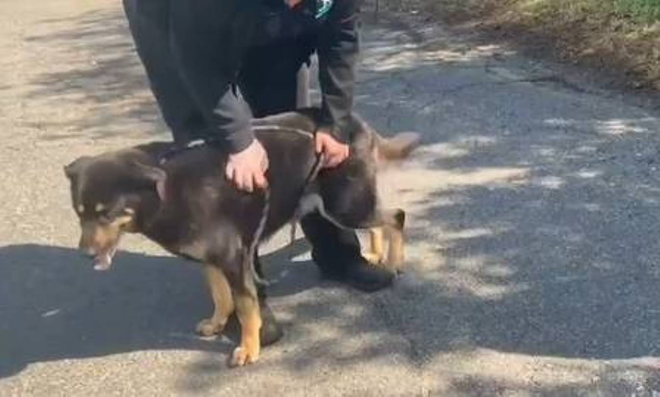 Cachorro é abandonado porque seus ex-donos acham que ele é gay
