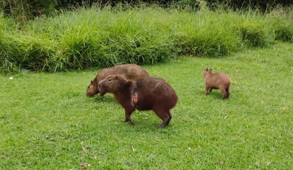 PMA monta força-tarefa para capturar capivara enrolada em corda há 3 meses