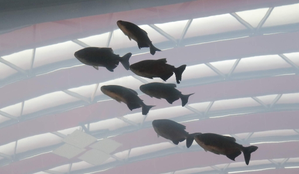 Peixes se adaptaram tão bem à “casa nova” que já têm filhotes, revela biólogo