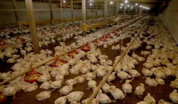 Avicultura de MS produz 4,65 milhões de toneladas de carne por ano e quer ampliar competitividade