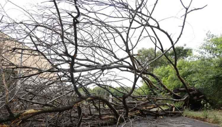 Árvore de 6 metros cai e interdita rua no Autonomista em Campo Grande