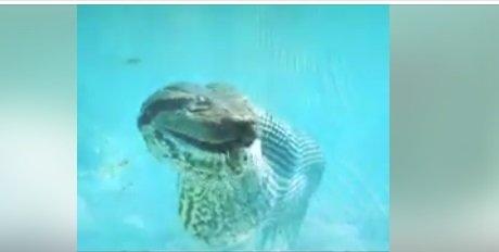 VÍDEO: Morador de Bonito fica cara a cara com sucuri de 8 metros