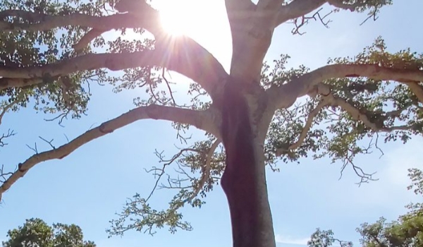 MS terá domingo ensolarado e máximas ficam em torno dos 30°C