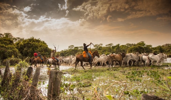 WTM Latin America: Mato Grosso do Sul destaca Pantanal e apoia Prêmio Turismo Sustentável