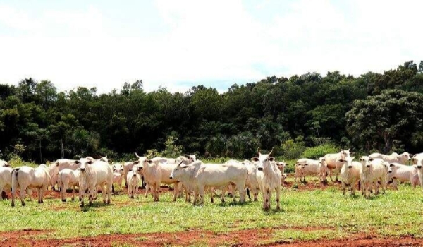 Bovinos e bubalinos com até 2 anos devem ser vacinados contra aftosa em maio