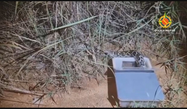 PMs confundem cobra píton com jiboia e soltam serpente exótica da Ásia em mata do DF; veja vídeo