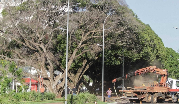 Figueira centenária vira adubo e para o trânsito da Avenida Afonso Pena
