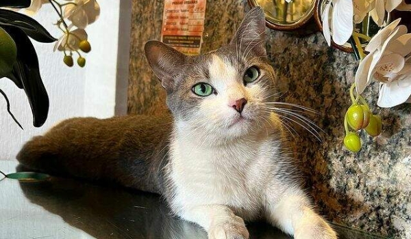 Ex-gato de rua, Fifo é recepcionista de sucesso em hotel da fronteira