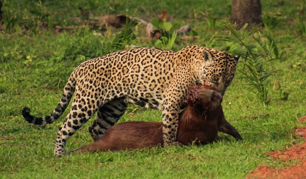 Fotógrafo do RJ se encanta com Pantanal e registra onça caçando capivara