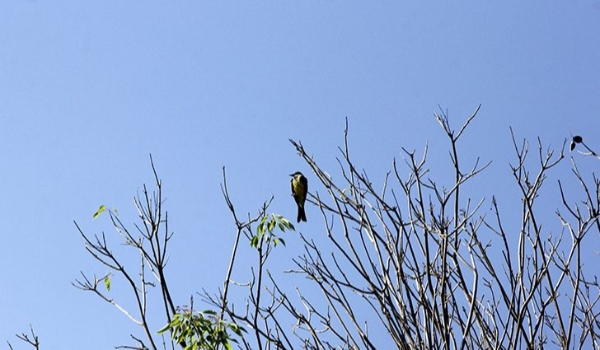 Sexta–feira Santa será de tempo firme e baixas temperaturas em MS