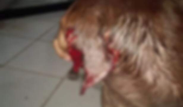 Homem é preso em Caracol após cortar orelha de cadela com tesoura 