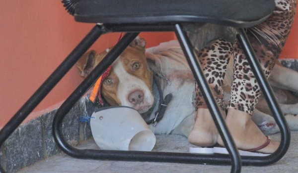 Cachorro arrastado por carro tem ferida com músculo exposto e será internado