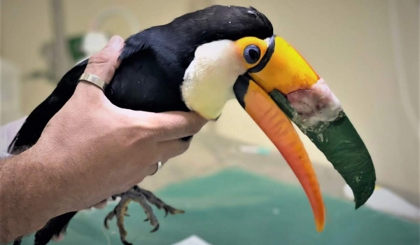 No Cras há 8 meses, tucano ganha prótese feita em impressora 3D
