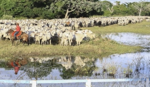 Governo cria programa que intensifica vigilância sanitária animal e vegetal na região de fronteira do Estado