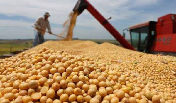 Safra de soja frustrada gera perdas na economia de MS e preocupa produtores