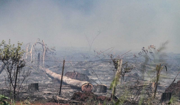 Acidente na rede elétrica causa incêndio em área rural durante poda de eucalipto