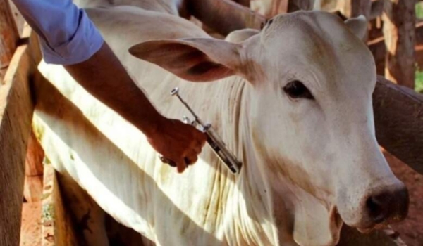 Vacinação contra febre aftosa começa neste domingo com calendário invertido
