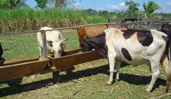 Com custos em alta, preço do leite ao produtor sobe 10,9% na parcial do ano
