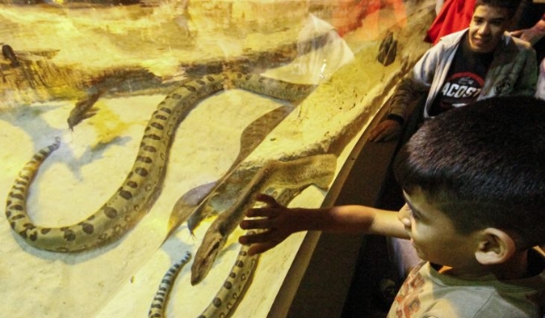 “Eu nunca tinha visto um animal assim de perto, está valendo a pena o passeio”, diz aluno de Rio Brilhante