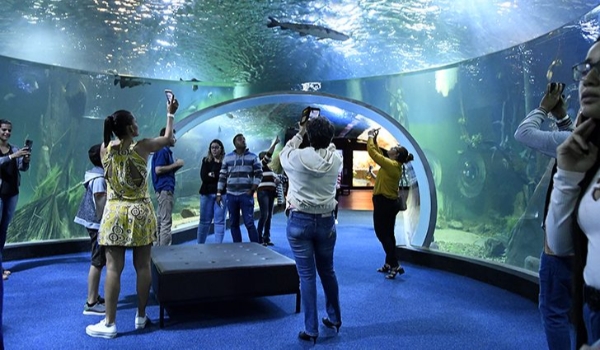 Bioparque Pantanal abre cadastro de visitas para junho na próxima segunda e amplia para 1 mil vagas por dia