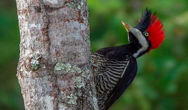 Global Big Day 2022: ação pretende estimular ainda mais a observação de aves no MS