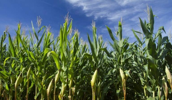 IBGE estima safra recorde de 261,5 milhões de toneladas em 2022