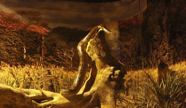 Bioparque Pantanal abre votação para escolher nome de sucuri paraense