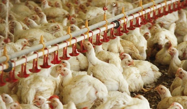 MS no Campo desta semana destaca a destinação de recursos do FCO para suinocultura e avicultura