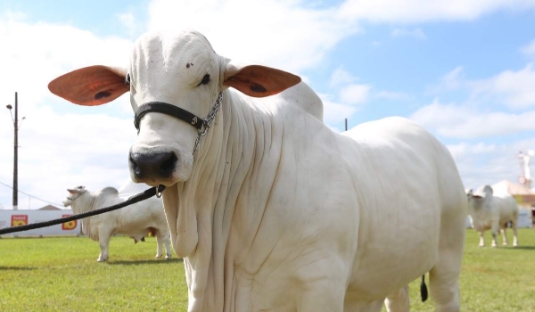 Maior feira agropecuária do interior de MS, 56ª Expoagro começa hoje