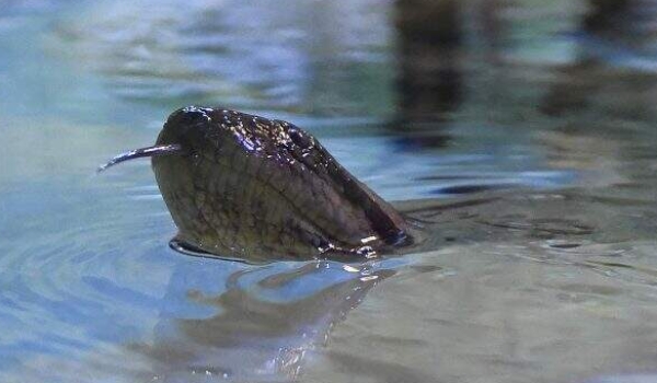 Joelma chegou perto, mas quem ganhou foi Gaby, a nova sucuri de MS