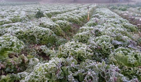 Como a geada pode afetar a produção agrícola e quais alimentos podem ficar mais caros