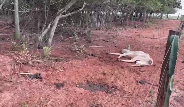 Fazendeiro é multado em 330 mil após 65 animais morrerem de fome