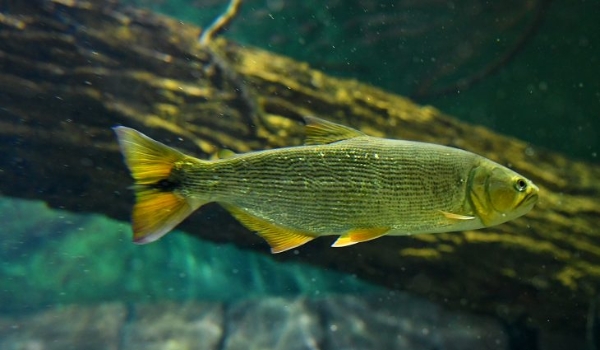 Reprodução de peixes no Bioparque Pantanal poderá repovoar rios no futuro