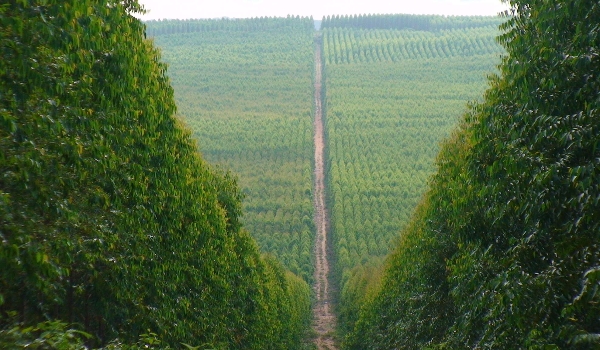 Governo lança programa para estimular geração de 27 mil empregos em MS