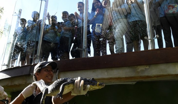 Jacarés do Bioparque Pantanal recebem chips; marcação garante controle da saúde dos répteis