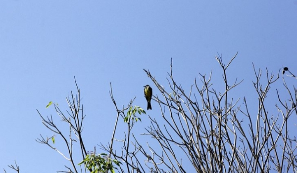 Sexta-feira tem previsão de tempo firme nas principais regiões do Estado