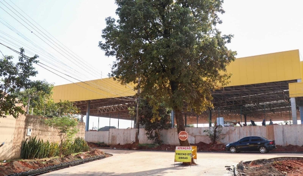 No meio da rua há anos, árvores viram pivô de discussão com a chegada de asfalto