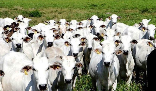 Brasil tem alta no abate de bovinos e suínos e queda no de frangos no 1º trimestre